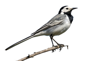 A white wagtail perched on a twig.

