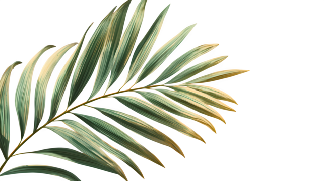 Palm Leaf Detail, isolated on transparent background