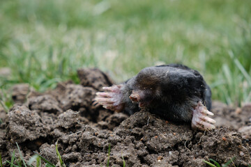 Mole crawling out of molehill above ground. Strong front paws used for digging runs underground. Mole trapping, pest control. Underground creatures damage lawn. Europaea talpa. High quality photo