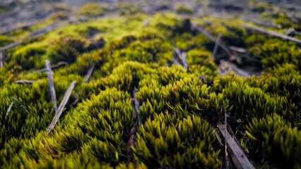 Lush Green Moss Ground Cover Close Up Detail Natural Texture