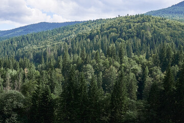 nature landscape forest sky mountains Ukrainian Carpathians