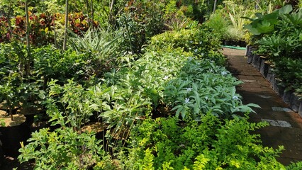 A vibrant nursery garden full of ornamental plants in pots, perfect for showcasing urban gardening, landscaping, or eco-lifestyle content. Ideal for gardening stores, landscape design portfolios, and 