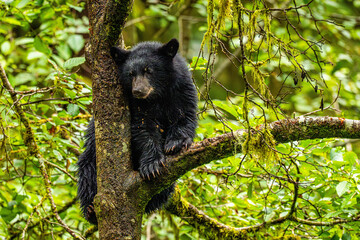 Black bear cub in tree © Robert McCullough 
