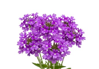 Naklejka premium A vibrant cluster of small purple verbena flowers isolated on white background, showcasing delicate petals and green stems