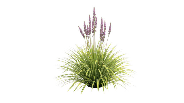Dianella tasmanica 'Variegata' -  Ornamental Grass with Purple Flowers