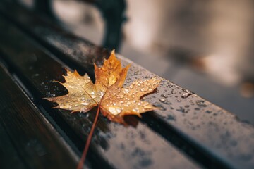 A close-up of a wet, autumnal maple leaf resting on a wooden bench, showcasing intricate details and droplets of water.