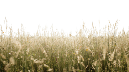 Serene Meadow Tall Grass and Wildflowers in Summer Sunlight