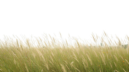 Serene Meadow Tall Grass in Gentle Breeze, Nature Background