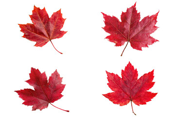 Autumnal Harmony: A collection of four vibrant red maple leaf showcasing the splendor of autumn, perfect for designs that celebrate the beauty of the season and its colors.