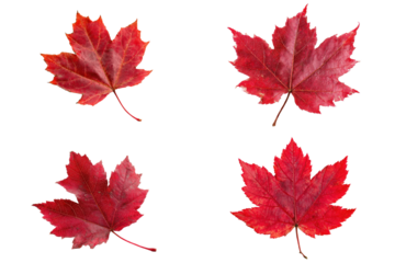 Autumnal Harmony: A collection of four vibrant red maple leaf showcasing the splendor of autumn, perfect for designs that celebrate the beauty of the season and its colors.