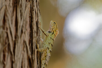 Camouflaged Lizard on Tree Trunk