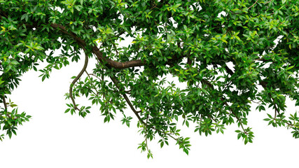 Lush Green Tree Branch with Vibrant Foliage Isolated on Transparent Background