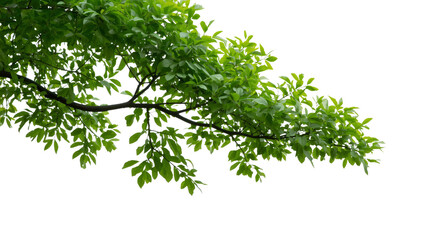 Lush Green Tree Branch with Vibrant Leaves Isolated on Transparent Background