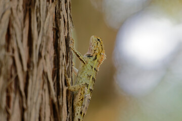 Wild Reptile Climbing on Tree Bark