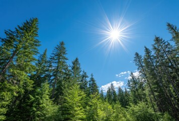 Sun shines brightly in a cloudless blue sky through tall, green trees, with a forest underneath, viewed from below on a clear day