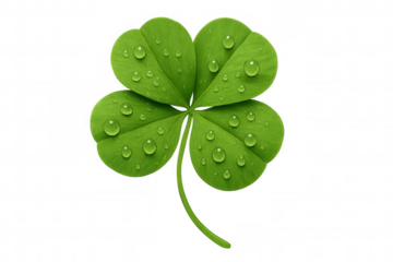 Green four-leaf clover with water drops isolated on transparent background, symbolizing luck and good fortune
