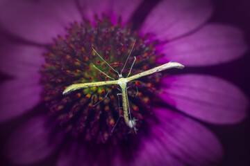 The Emmelina plume moth on purple flower, macro photo with selective focus.