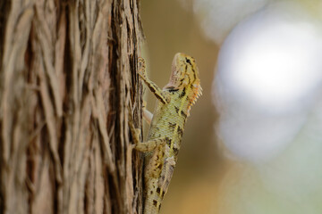 Macro Shot of Exotic Lizard on Bark