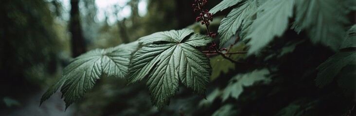 Dramatic close-up of textured green leaves with dark red berries against a blurred forest backdrop, highlighting natural contrast