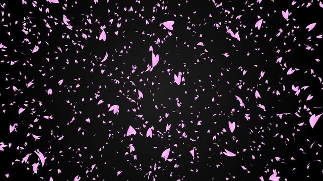 Bunch of pink cherry petals falling down from top to bottom on black gradient background. Abstract background with a scene of Spring time in Japan.