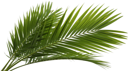 Green Palm Fronds with Feathered Leaflets on White Background