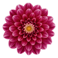 Fototapeta premium Elegant magenta dahlia with intricate petal arrangement on transparent presentation offering