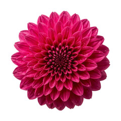 Captivating magenta dahlia blossom showcasing intricate petal arrangement on transparent field