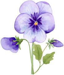 Purple Pansies Watercolor Illustration on Isolated Background Clipart Hand Drawn and Painted