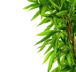 Fototapeta premium Vibrant green bamboo stalks and leaves, clustered densely on the right against a stark white backdrop, create a clean, natural aesthetic