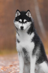 Close up Siberian husky portrait with sharp black and white fur, strong symmetrical face, erect triangular ears, fluffy winter coat, blurred autumn background with brown tones and soft light.