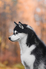 Siberian husky side profile closeup, black and white fur, erect triangular ears, sharp muzzle, fluffy coat, soft blurred autumn tones background creating elegant portrait.autumn blurred background