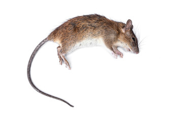 corpse of a dead mouse isolated on white background.