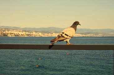A pigeon perched on a dark metal railing overlooking the Adriatic Sea, with the distant city of Opatija, Croatia, and mountains in the background at sunset.