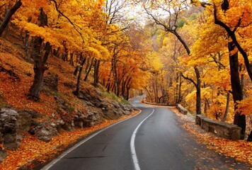 Obraz premium Curved road meanders through a forest ablaze with autumn foliage, creating a picturesque landscape filled with vibrant colors and seasonal charm