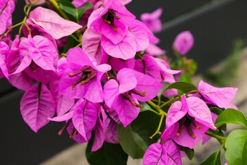 Close-up of vibrant magenta Bougainvillea blossoms and green leaves against a soft, dark background, highlighting the tropical color.