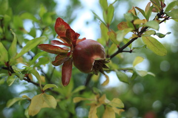 A single young, reddish-brown pomegranate fruit hangs from a branch, surrounded by bright green and red leaves with a soft, natural background (bokeh).