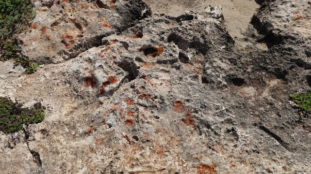 Ant corridor on a cliff, Mallorca island.