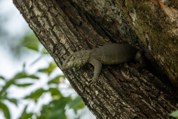 A large monitor lizard clings to the rugged bark of a tree in Chitwan National Park, Nepal. With its textured skin and sharp claws, this reptile blends seamlessly into the forest, showcasing the park