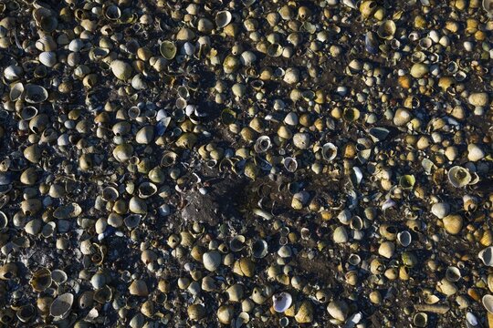 Close-up of numerous small shells on a pebble beach, Otroya or Otr&oslash;ya Island, M&oslash;re og Romsdal, Norway