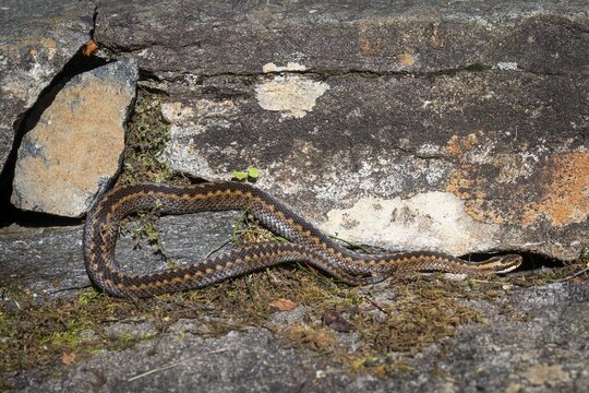 Large adder (Vipera berus) resting on rocks in the sun, Otroya or Otr&oslash;ya Island, M&oslash;re og Romsdal, Norway