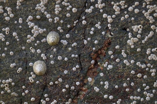 Limpets and barnacles (Patella vulgata, Semibalanus balanoides), rocks by the sea, Otroya or Otr&oslash;ya Island, M&oslash;re og Romsdal, Norway