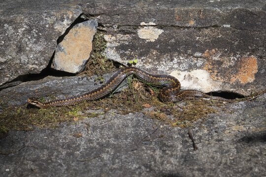 Large adder (Vipera berus) on rocks in the sun, Otroya or Otr&oslash;ya island, M&oslash;re og Romsdal, Norway