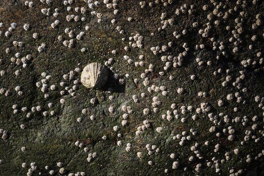 Limpet and barnacles (Patella vulgata, Semibalanus balanoides), rocks by the sea, Otroya or Otr&oslash;ya Island, M&oslash;re og Romsdal, Norway