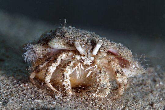 Aniculus retipes (Dardanus sp.) with small anemones on shell, sandy bottom, Red Sea, Sharme el Sheik, Egypt