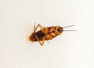 Cockroaches are ancient insects that have lived on this earth for approximately 250 million years, as assumed from the fossil evidence that has been discovered.