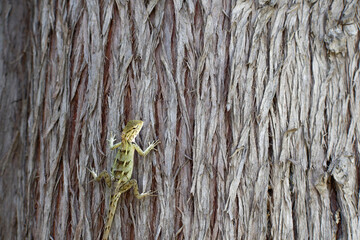 Exotic Garden Lizard Resting on Tree