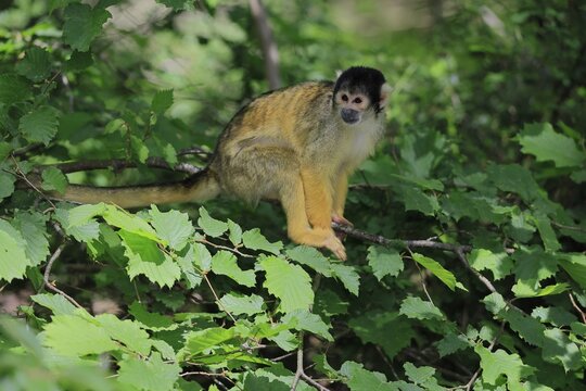Black-capped squirrel monkey (Saimiri boliviensis), Black-capped squirrel monkey, adult, on tree, alert, South America
