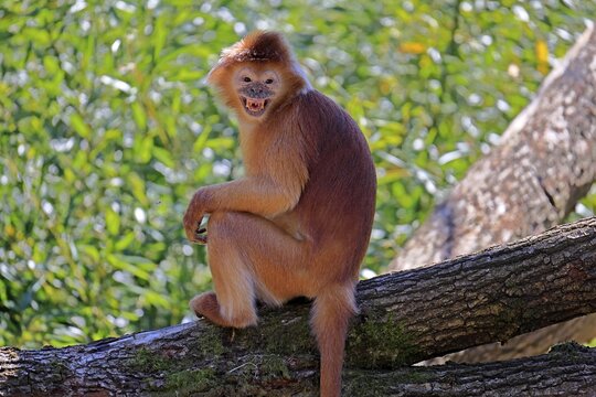 Javan lutung (Trachypithecus auratus), orange morph, adult, sitting, on tree, alert, endangered species, captive, Indonesia