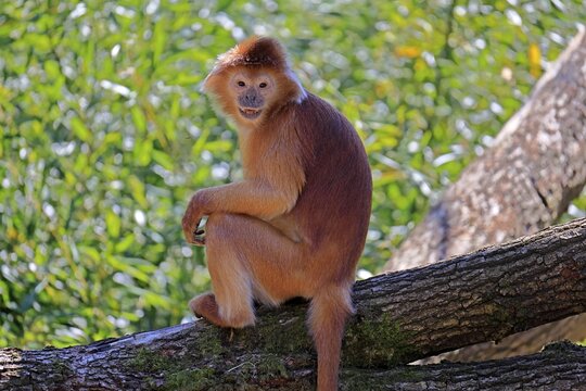 Javan lutung (Trachypithecus auratus), orange morph, adult, sitting, on tree, alert, endangered species, captive, Indonesia