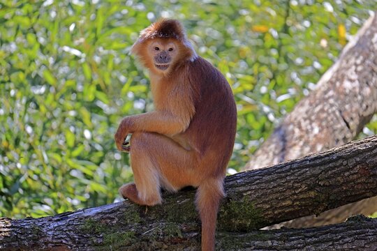 Javan lutung (Trachypithecus auratus), orange morph, adult, sitting, on tree, alert, endangered species, captive, Indonesia